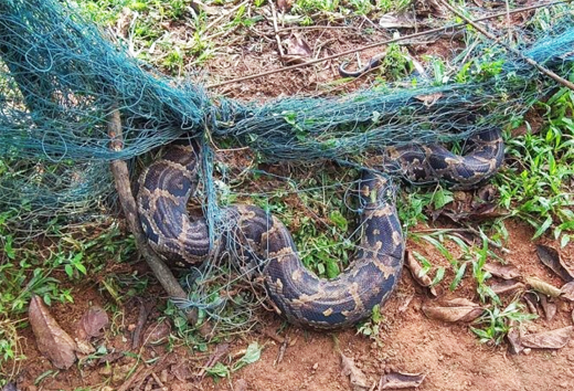 Rock python
